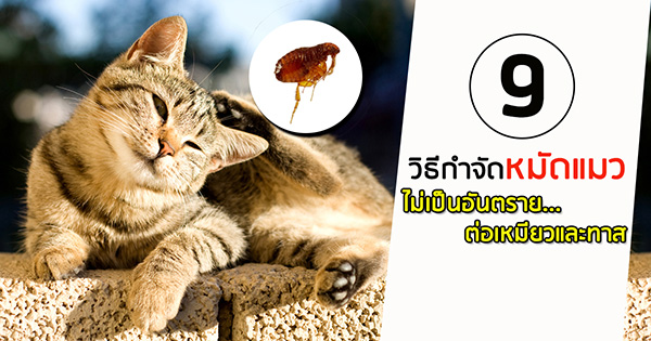 9 วิธีกำจัดหมัดแมวแบบธรรมชาติ ไม่เป็นอันตรายต่อเหมียวและทาส