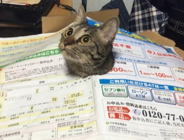 อย่างฮา เจ้าเหมียวขี้สงสัย โผล่หัวทะลุกระดาษปิดกล่องขึ้นมา อ้าวเห้ยติด!!?