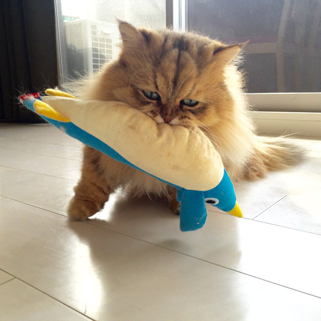 Foo Chan เจ้าเหมียวญี่ปุ่น ชอบทำหน้าเศร้าตลอดเวลา แต่กลับมีแฟนคลับกรี๊ดกร๊าดเพียบ!!