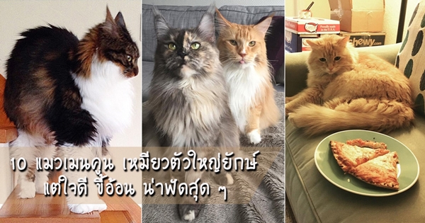 10 แมวเมนคูน เหมียวตัวใหญ่ยักษ์ แต่ใจดี ขี้อ้อน น่าฟัดสุด ๆ