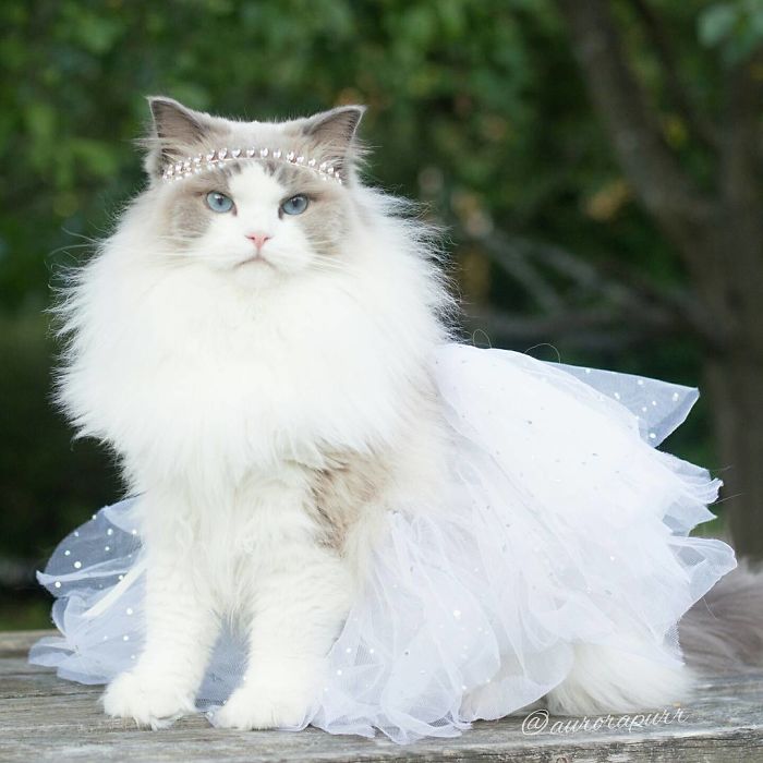 Aurora แมวเหมียวแสนสง่า ที่งดงามเหมือนเจ้าหญิง น่ารักและเป็นมิตร สมบูรณ์แบบที่สุด