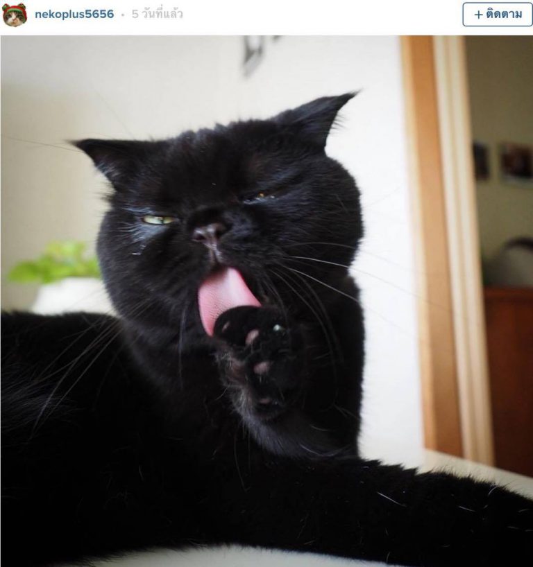 ทำความรู้จัก Scottish Fold เจ้าเหมียวหูพับ กับ 19 ภาพยืนยันว่า แมวพันธุ์นี้ก็น่ารักนะเธอ!!