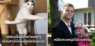 10 แมวเหมียวที่สร้างวีรกรรม จนมีชื่อเสียงโด่งดังไปทั่วโลกโซเชียล ในปี 2016