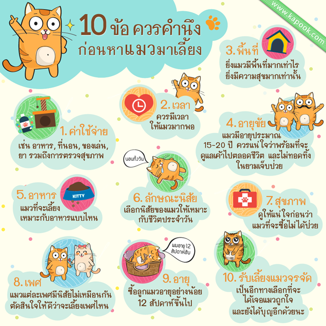 10 ข้อที่ควรคำนึง ก่อนมองหาแมวมาเลี้ยง