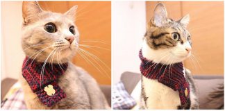 ญี่ปุ่นออกไอเดีย Neko Muffler ผ้าพันคอแมว ที่จะเปลี่ยนเจ้าเหมียวให้ดูดีขึ้นอีก!!