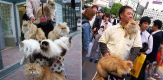 ฮีโร่ Catman ผู้พา 9 สมุนเหมียว ออกเที่ยวเล่นในรถเข็นเด็ก พาทักทายมนุษย์ทั่วเมือง