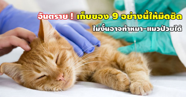 อันตราย ! เก็บสิ่งของ 9 อย่างนี้ให้มิดชิด ไม่งั้นอาจทำหมา-แมวป่วยได้