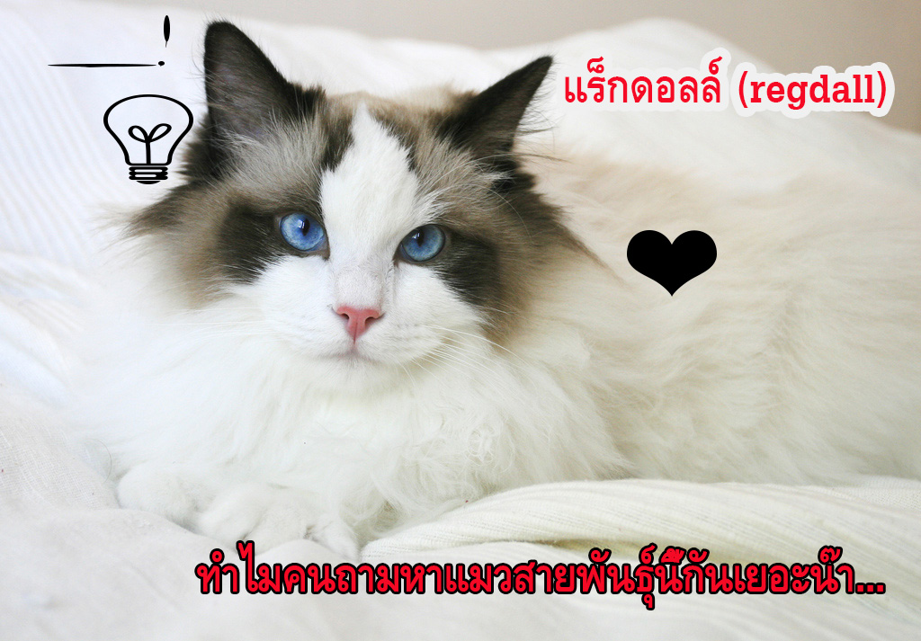 แมวแร็กดอลล์ (regdall)
