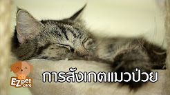 EZ pet care [by Mahidol] การสังเกตแมวป่วย