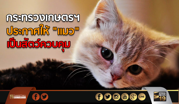 กระทรวงเกษตรฯ ประกาศให้ แมว เป็นสัตว์ควบคุม อายุ 2 เดือนต้องฉีดวัคซีน