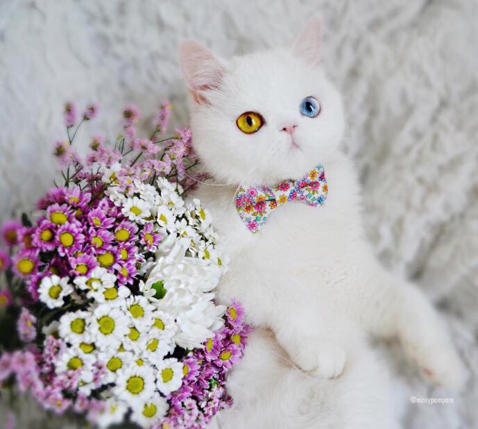 แพมแพม น้องเหมียวสุดคิ้วท์กับดวงตา 2 สี พร้อมสะกดทาสแมวทั้งหลายให้หลงใหล