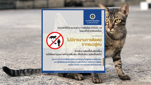 ม.มหิดล เผยยังไม่พบรายงานการติดเชื้อโควิด-19 จากสัตว์สู่คน หลังพบเชื้อปนในอุจจาระของแมวที่ประเทศเบลเยียม
