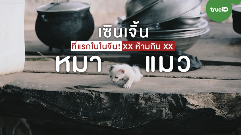 ที่แรกในในจีน! เซินเจิ้น ห้ามกินเนื้อหมาและแมว รอดแล้วนะน้องงง!