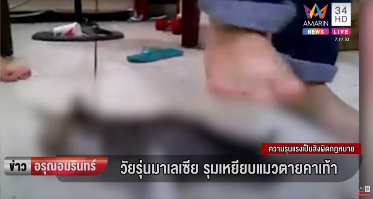 เดือด! โจ๋รุมเหยียบแมวน้อยทรมานสิ้นใจคาเท้า พบต้นคลิปจากมาเลเซีย