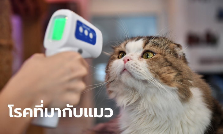 ทาสแมวต้องระวัง! ศูนย์วิจัยโรคปรสิตพบหนุ่มวัย 30 ติดเชื้อโรค 