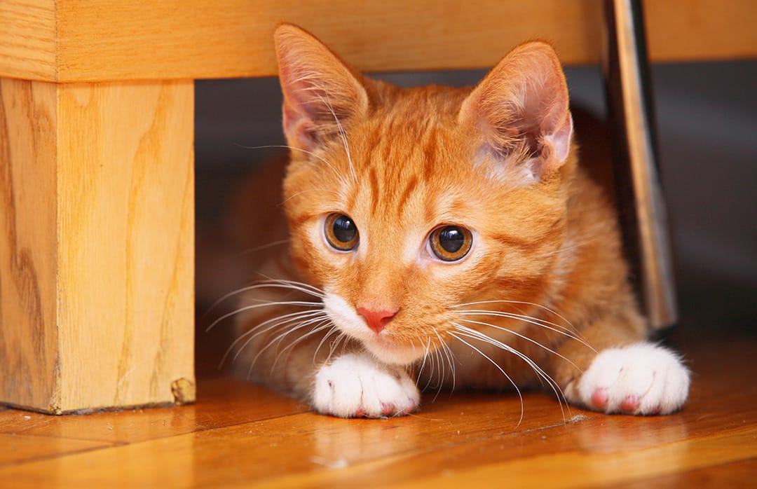 รู้จัก Ginger เหมียวส้มตัวกลมน่าฟัด ผู้ชอบหิมะเป็นชีวิตจิตใจ