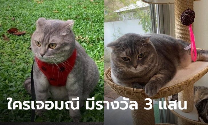 ช่วยหาด่วน! เจ้าของโพสต์ตามหาแมวหายจากบ้าน ใครพบเจอมีรางวัลให้ 3 แสนบาท!