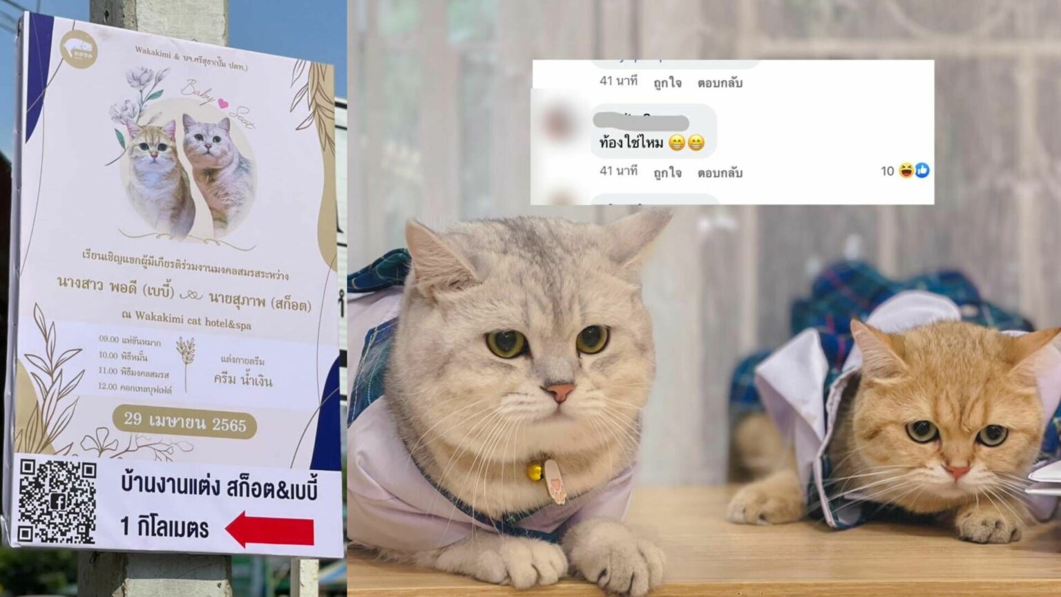 แชร์สนั่น 2 เหมียว ร่อนการ์ดเชิญ แมวแต่งงาน เจ้าของเผยเป็นรักแรกพบ