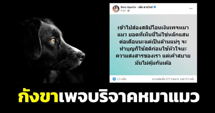 วิจารณ์สนั่น! เพจรับบริจาคช่วยเหลือสัตว์อู้ฟู่ เบ๊น อาปาเช่ แนะทำบุญใช้สติก่อนหัวใจ
