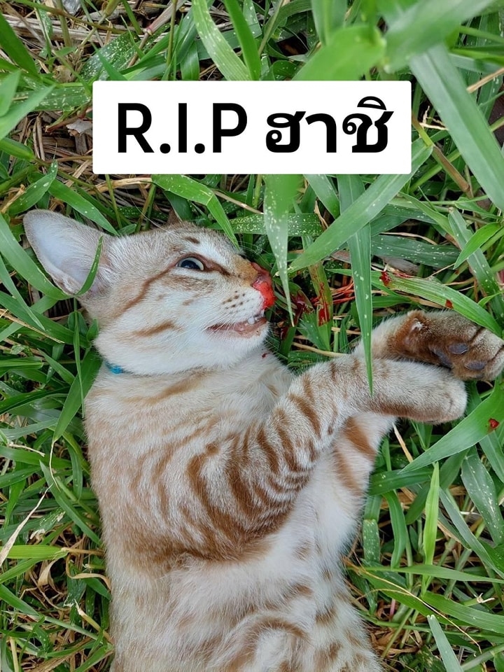 อยากให้รับกรรม ! ลูกสาวแจ้งความจับพ่อแท้ ๆ ขโมยแมวไปปล่อยจนถูกรถชนตาย