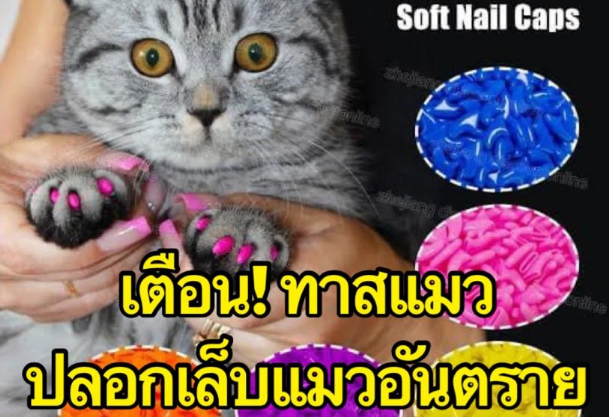 สัตวแพทย์เตือน! อย่าใส่ปลอกเล็บให้แมวอันตราย เสี่ยงตายหากกลืนลงท้อง