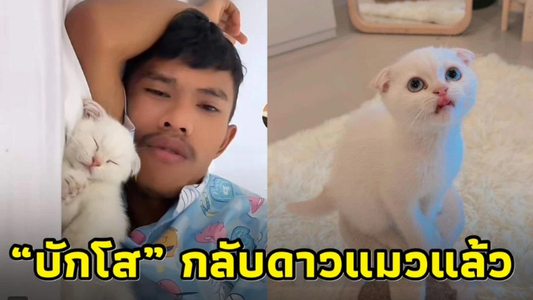 ทาสแมวเศร้า 