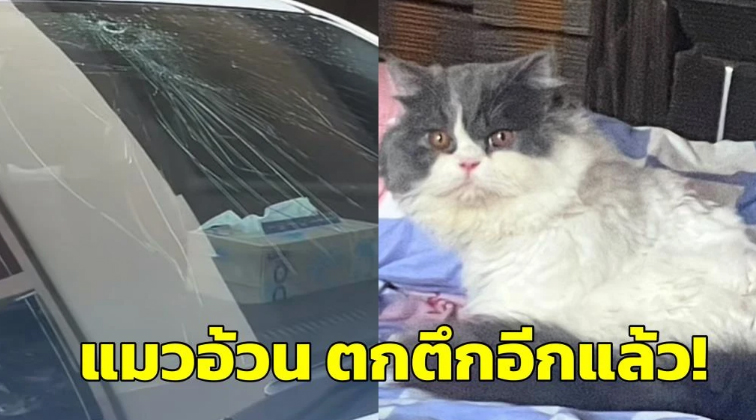 แมวอ้วนอีกแล้ว! ‘น้องโมจิ’ ตกจากห้องชั้น 5 มาทับกระจกรถแตกยับ (ชมคลิป)