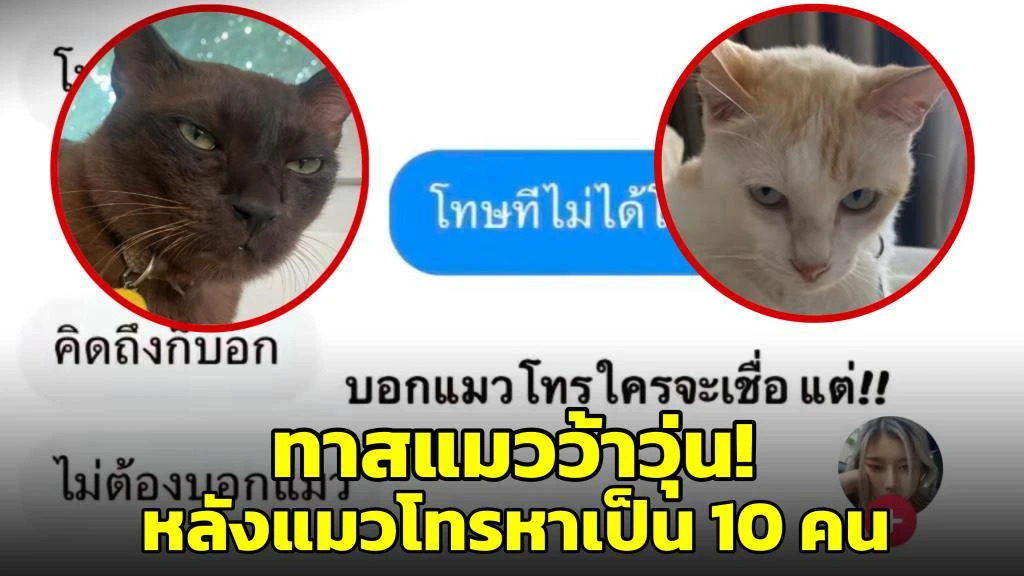 ทาสแมวอึ้ง! เผยภาพแมว 2 ตัวก่อเรื่องตอนทาสหลับ กดโทรศัทพ์โทร.หาเป็น 10 คน