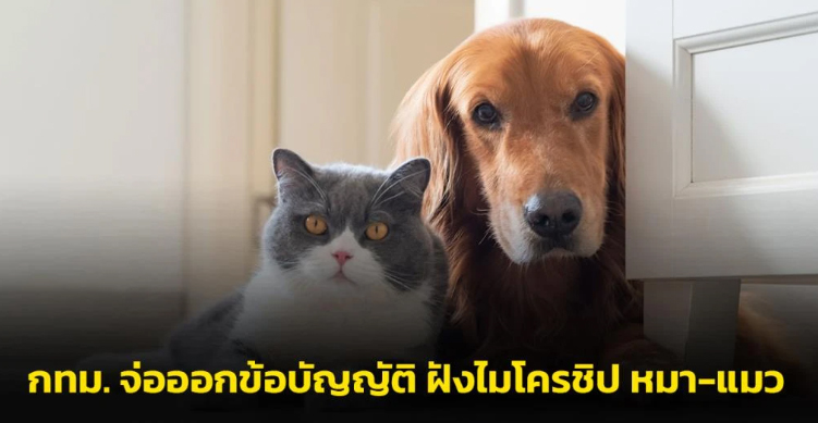 กทม.จ่อออกข้อบัญญัติ ฝังไมโครชิปหมา-แมว เชื่อแก้ปัญหาสัตว์จรจัด