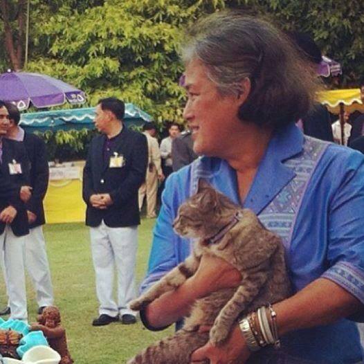 คุณใบตอง แมวทรงเลี้ยงสมเด็จพระเทพรัตนราชสุดา ฯ สยามบรมราชกุมารี