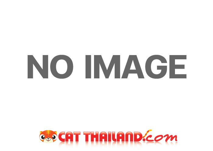 ต้องการหาน้องเเมวพันธ์วิเชียรมาศหรือศุภลักษณ์